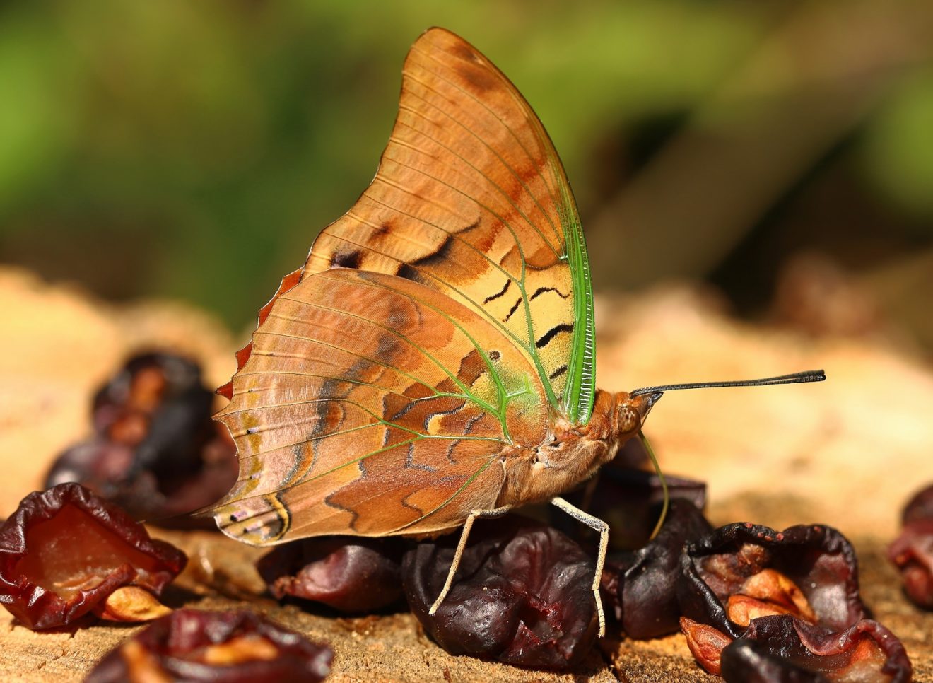 In Praise of Insects