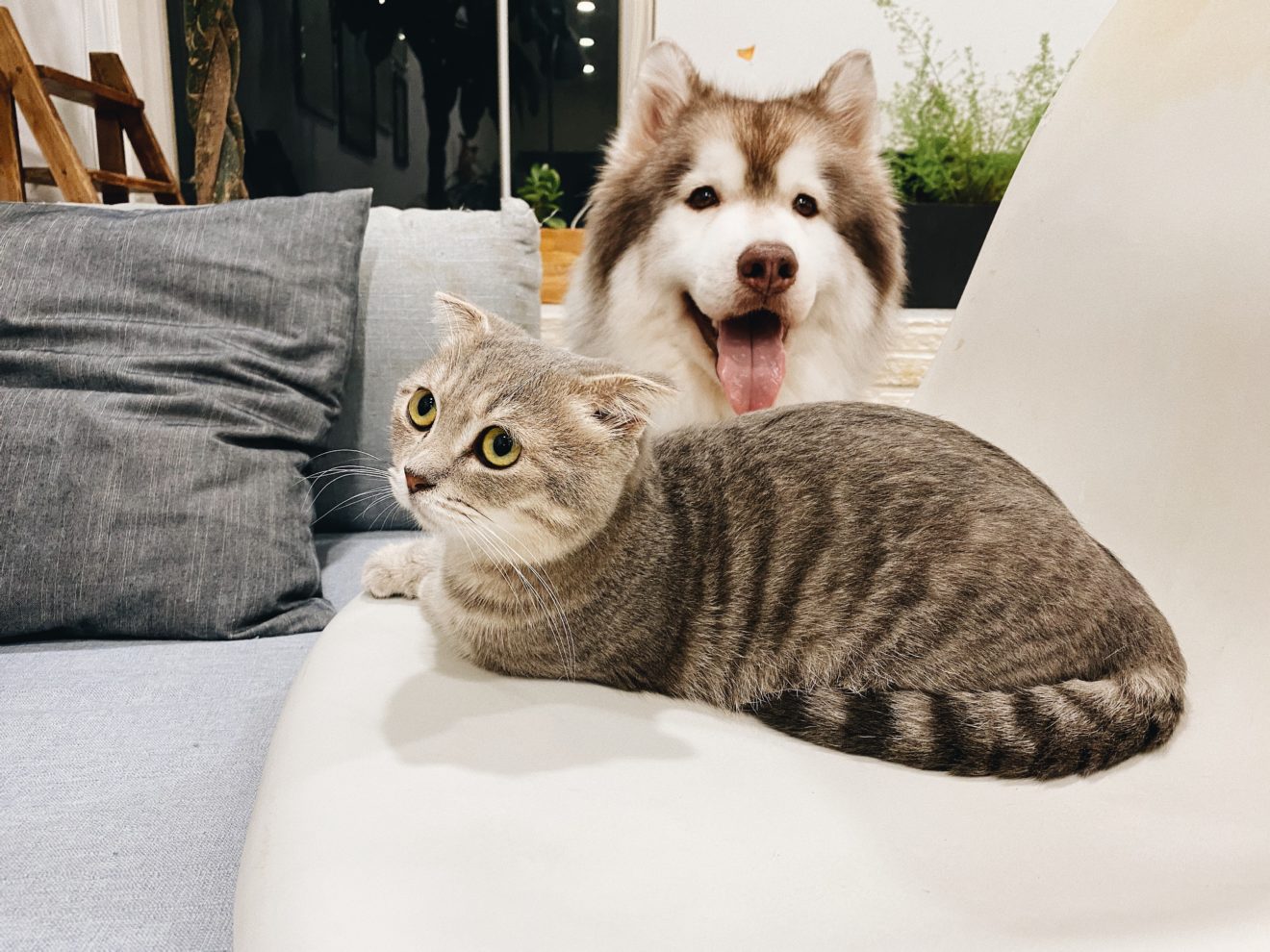 Consider the costs before buying or adopting a pet