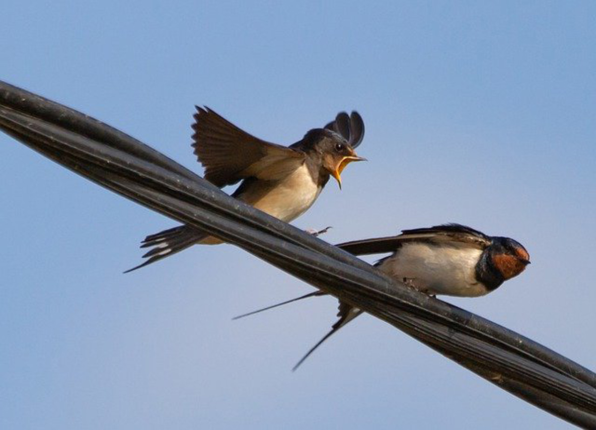 spring birds