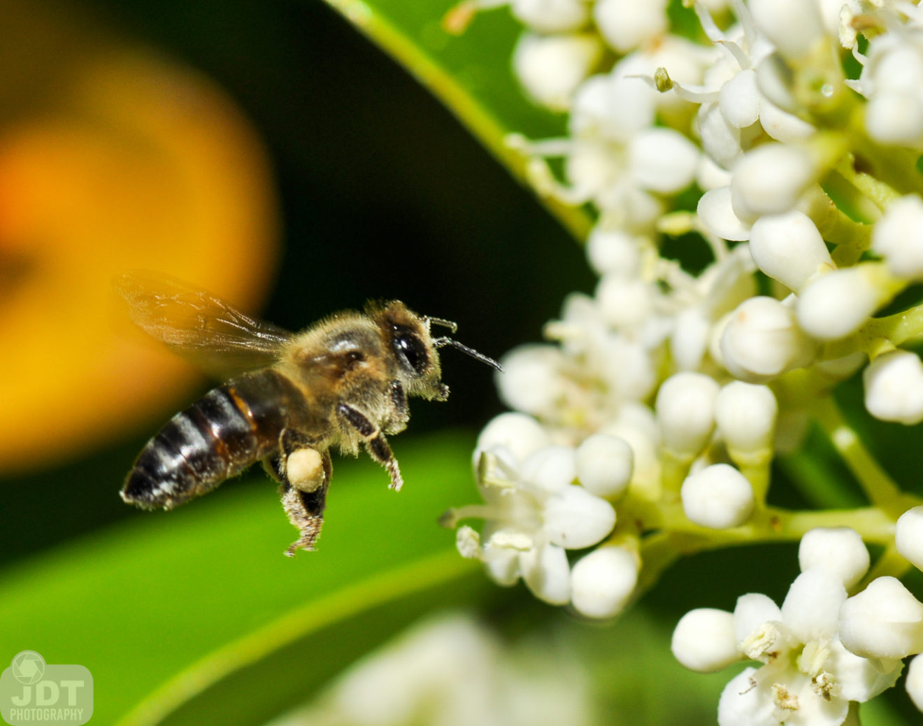 Honeybee gathering pollen and nectar from a white flower.