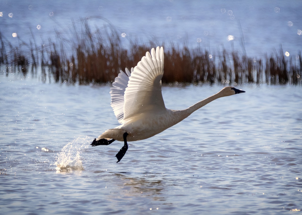 No Lake for a Swan