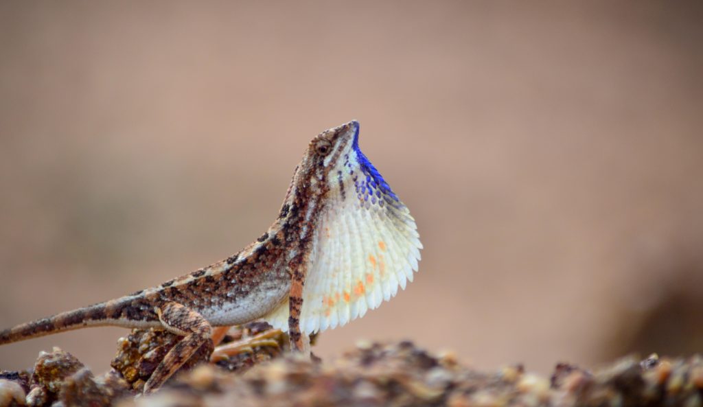 Lizard on rock with whit, orange and blue blown-up throat