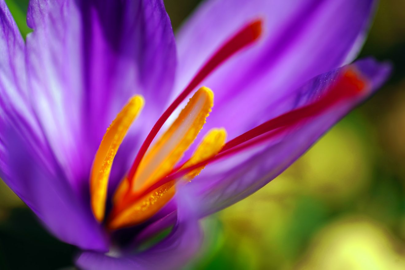 Aah Saffron