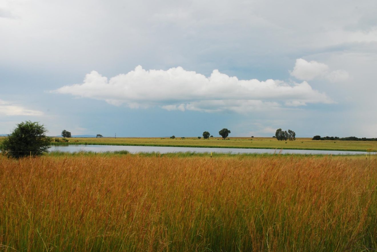 Summer in the Free State after Good Rains - On the way between Bloemfontein and Pretoria -